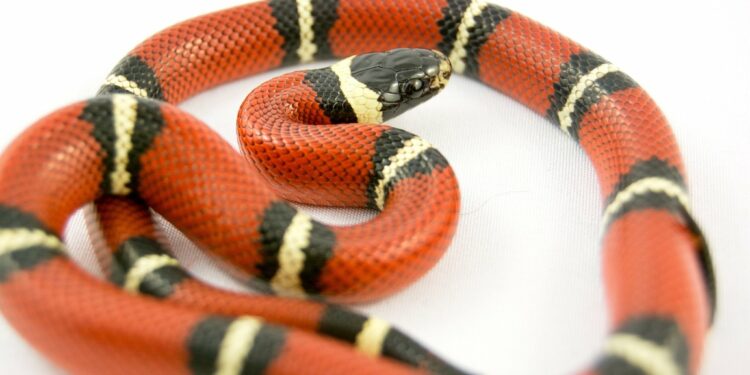 Comment classer les reptiles ?