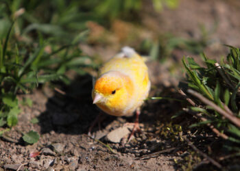 Comment communiquer avec un canari ?