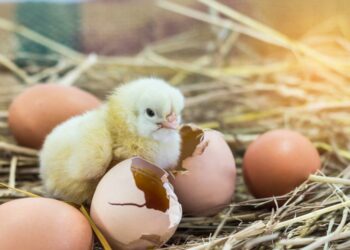 Comment composer l'aliment des poussins ?