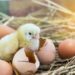 Comment composer l'aliment des poussins ?