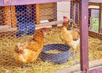 Comment composter la fiente de poule ?