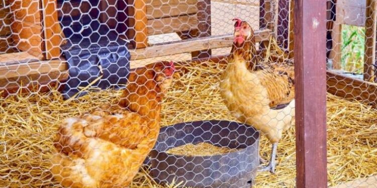 Comment composter la fiente de poule ?