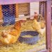 Comment composter la fiente de poule ?