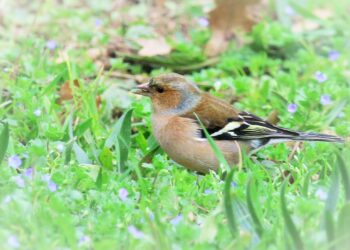 Comment connaître le nom d'un oiseau ?