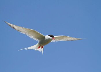 Comment connaître le nom d'un oiseau ?