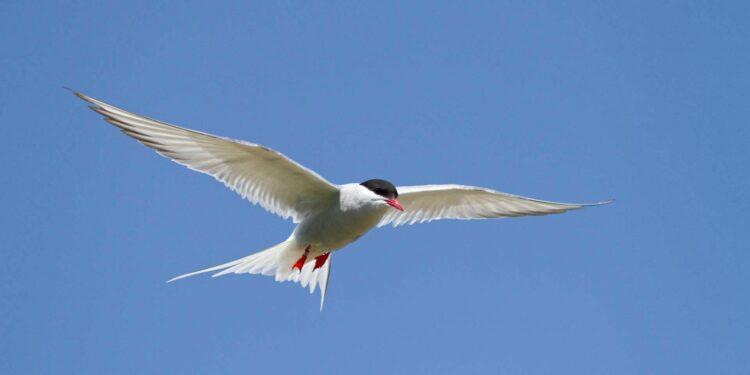 Comment connaître le nom d'un oiseau ?