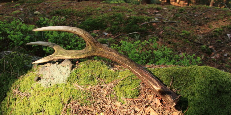 Comment conserver les bois de cerf ?