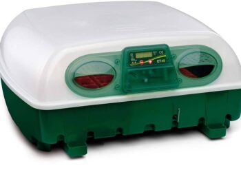 Comment conserver les œufs avant de les mettre en couveuse ?