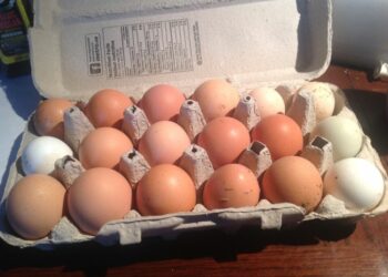 Comment conserver les œufs fécondés ?