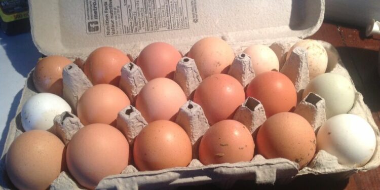 Comment conserver les œufs fécondés ?