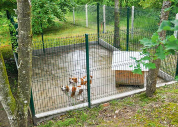 Comment construire un chenil Soi-même ?