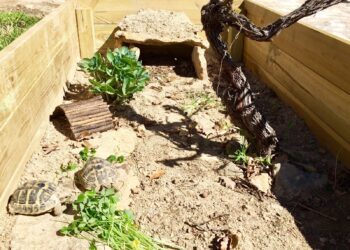 Comment construire un enclos à tortue ?