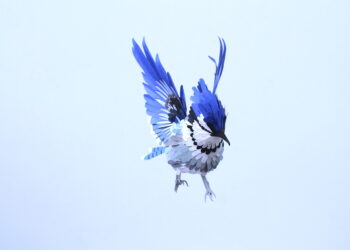 Comment construire un oiseau ?