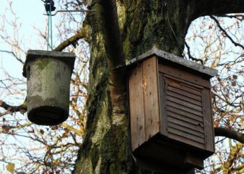 Comment construire une cabane à Chauve-souris ?