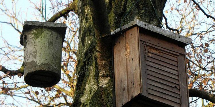 Comment construire une cabane à Chauve-souris ?