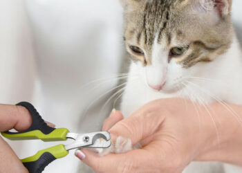 Comment couper les griffes d'un chaton ?