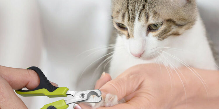 Comment couper les griffes d'un chaton ?