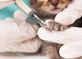 Comment couper les griffes d'un chaton de 3 mois ?