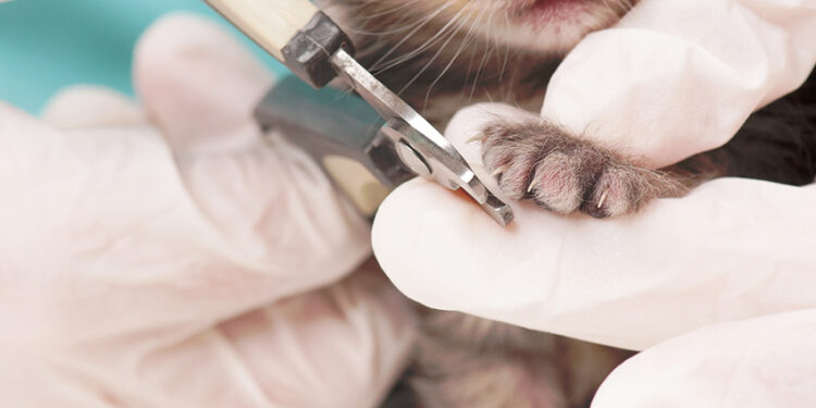 Comment couper les griffes d'un chaton de 3 mois ?