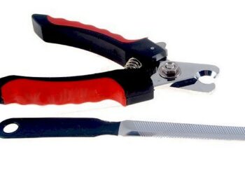 Comment couper les ongles d'un chien sans lui faire mal ?