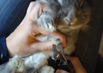 Comment couper les ongles d'un lapin qui bouge ?