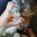 Comment couper les ongles d'un lapin qui bouge ?