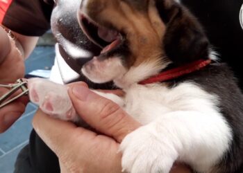 Comment couper ongle chien sans pince ?