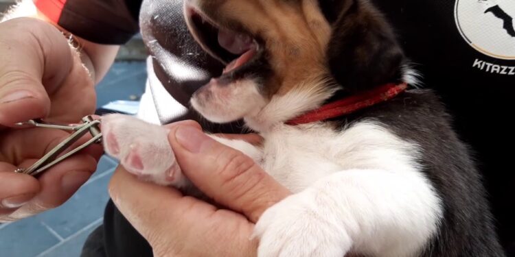 Comment couper ongle chien sans pince ?