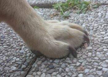Comment couper ongle chien sans pince ?