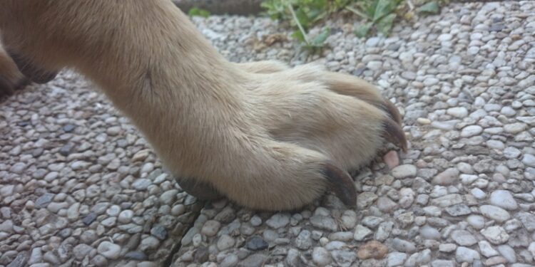 Comment couper ongle chien sans pince ?