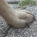 Comment couper ongle chien sans pince ?