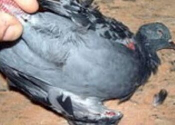 Comment couper une palombe ?