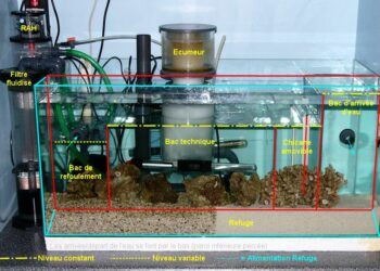Comment créer de l'oxygène dans un aquarium ?