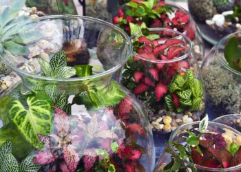 Comment créer un climat tropical ?