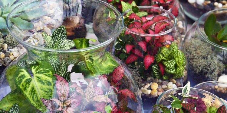 Comment créer un climat tropical ?