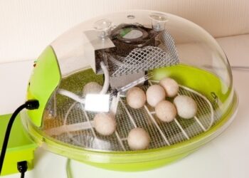 Comment créer une couveuse artificielle ?