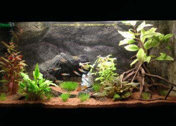 Comment créer une terrasse dans un aquarium ?