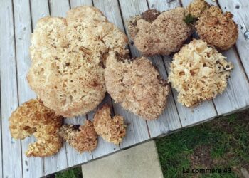 Comment cuisiner le polypore en touffe ?