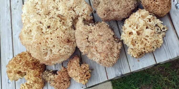 Comment cuisiner le polypore en touffe ?