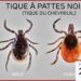 Comment débute la maladie de Lyme ?