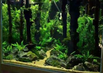 Comment décorer son aquarium avec des plantes ?