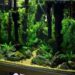 Comment décorer son aquarium avec des plantes ?