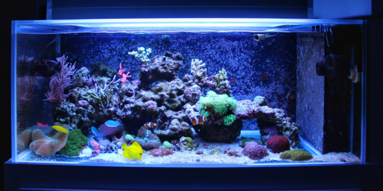 Comment décorer son aquarium avec des plantes ?