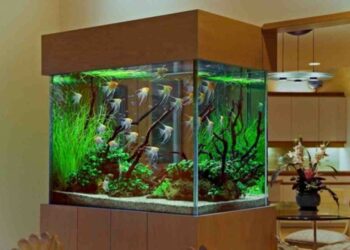 Comment décorer son aquarium avec des plantes ?