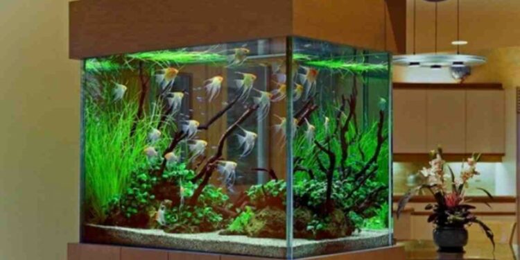 Comment décorer son aquarium avec des plantes ?