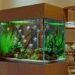 Comment décorer son aquarium avec des plantes ?