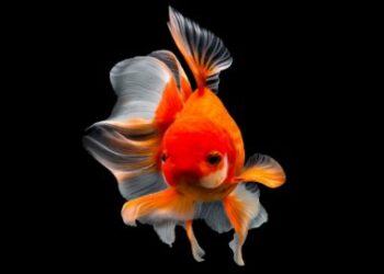 Comment déménager avec des poissons ?