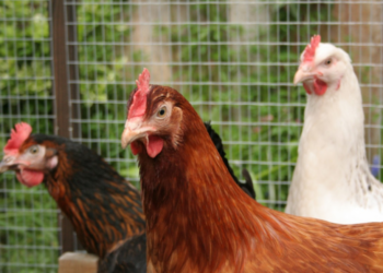 Comment déparasiter un poulailler ?