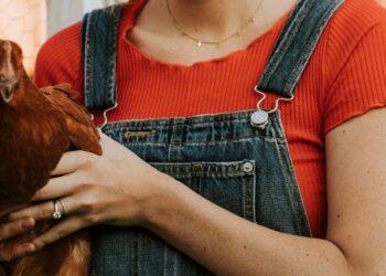 Comment déparasiter un poulailler ?