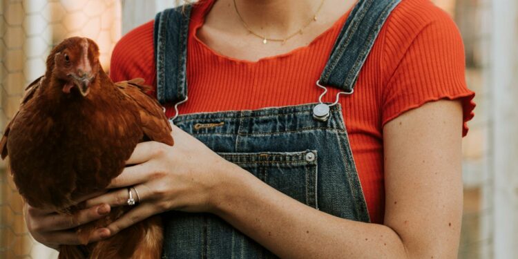 Comment déparasiter un poulailler ?